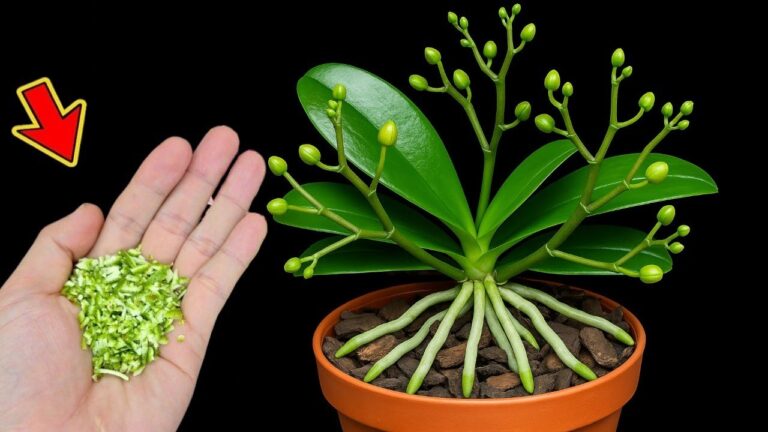 1 Löffel für prächtige Orchideen – So gelingt es dir garantiert!