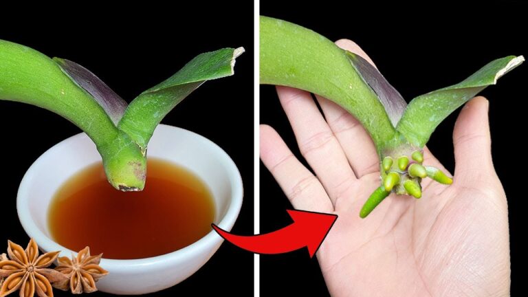 5 magische Tipps, damit deine Orchidee schnell Wurzeln schlägt!