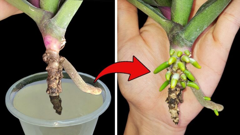5 magische Tipps, um deine sterbenden Orchideen schnell zu beleben und wurzeln zu lassen!