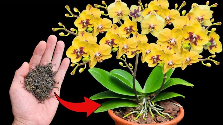 7 Schritte zu magischen Orchideenblüten – So gelingt dir der perfekte Wachstumstrick!
