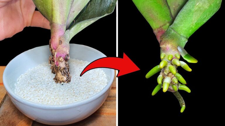 So vermehrst du Orchideen: 5 magische Tipps für sofortige Wurzeln!