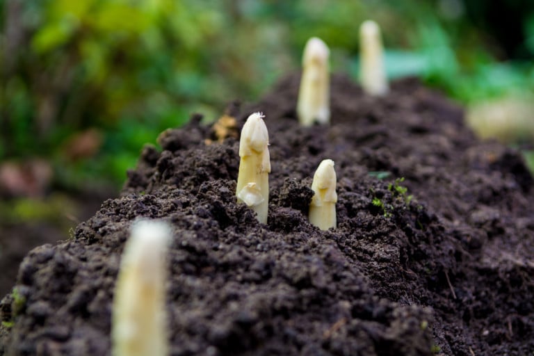 10 Gartenarbeiten im April – So gelingt die Bepflanzung!