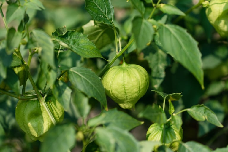 Tomatillos anbauen: 200 Früchte pro Pflanze ernten!