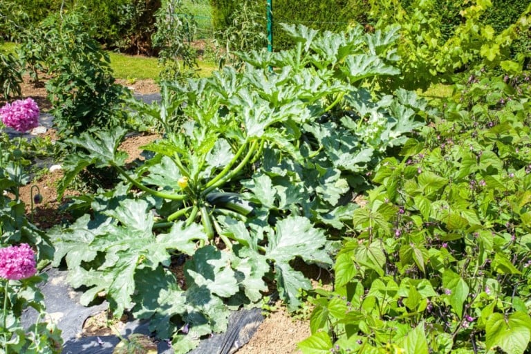 10 ideale Begleitpflanzen für Zucchini und 2, die du meiden solltest