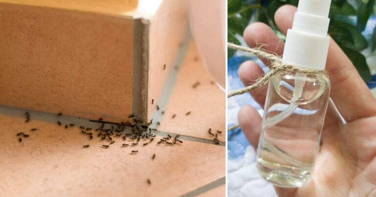 DIY-Spray gegen Ameisen: sprühen und in wenigen Minuten verschwinden lassen