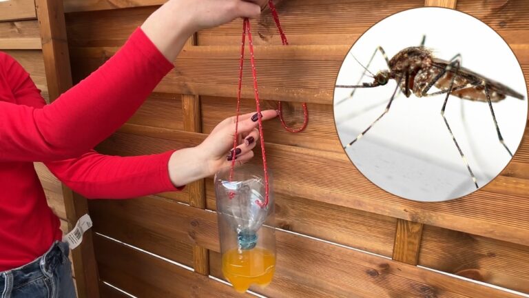 Hänge DIESE modifizierte Flasche in deinen Garten. Und du hast sofort Ruhe vor Mücken!