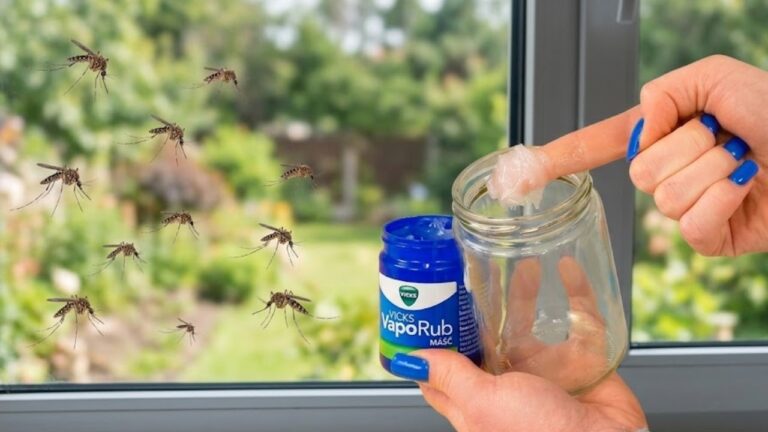 Ein einziges Glas reicht – Mücken bleiben von deinem Zuhause fern