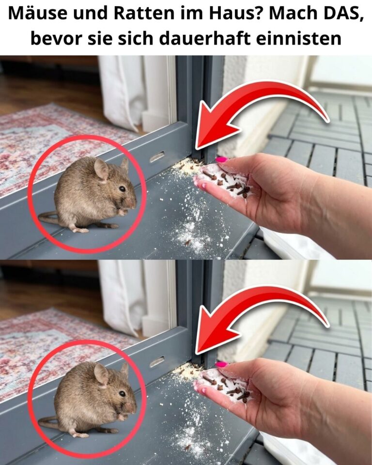 Mäuse und Ratten im Haus? Mach DAS, bevor sie sich dauerhaft einnisten